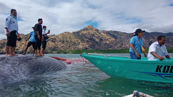 BUPATI TTU - Bupati TTU, Yosep Falentinus Delasalle Kebo bersama anggota TNI, Polri dan masyarakat saat memantau bangkai Ikan Paus yang terdampar di Pantai Temkuma, Desa Humusu Wini, Kecamatan Insana Utara, Kabupaten TTU, NTT Rabu (30/7/2025). Bangkai Ikan Paus ini sempat dipotong oleh masyarakat setempat sehingga meninggalkan bekas potongan dan darah di sekitar bangkai ikan.