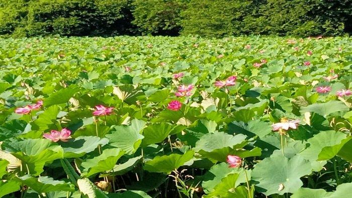 MEKAR - Bunga Lotus di Danau Rana Tonjong Pota sedang mekar. Gambar diambil, Selasa 4 April 2023.