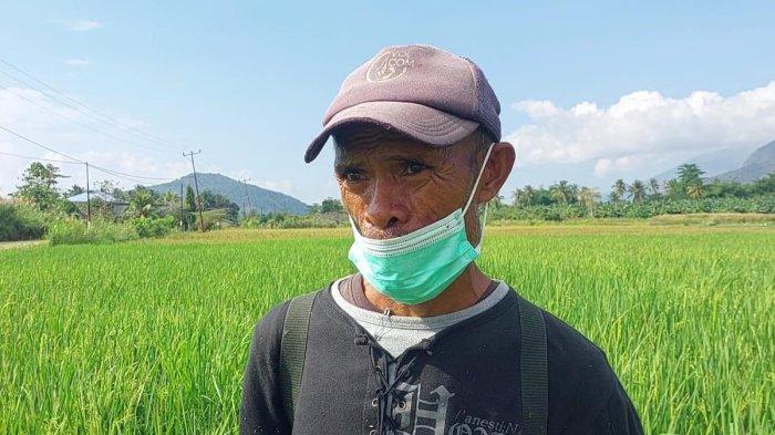 EFENTINUS WATU - Seorang petani, Efentinus Watu (55), gembira dengan putusan MK yang mewajibkan pendidikan gratis. Watu ditemui di areal sawah Desa Kobasoma, Flores Timur, NTT, Sabtu, 14 Juni 2025.
