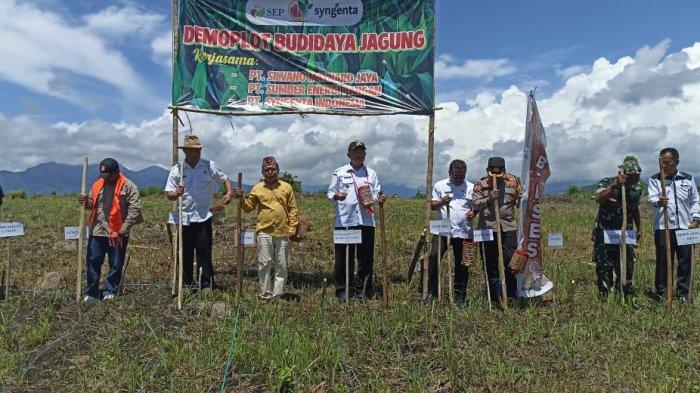 Direktur Utama PT SMJ Silvester Sudin bersama Direktur BLK RD Pice Jonta bersama perwakilan perusahan mitra dan juga petani PT SMJ foto bersama di lahan jagung Demo Plot BLK Sanpio Kisol.