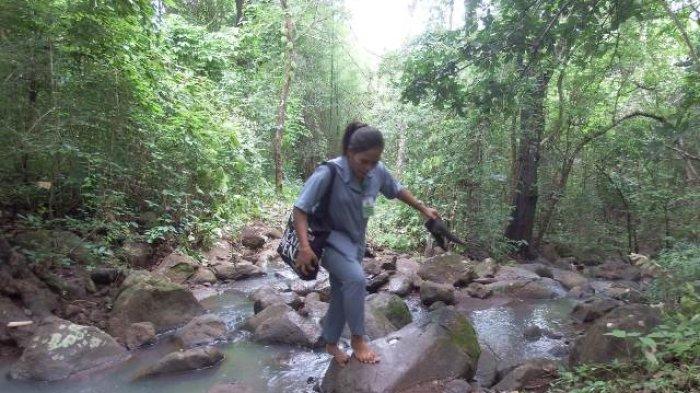 JALAN KAKI - Vinsensia Ervina Talluma (32) seorang guru honorer di SDK 064 Watubala di Desa Wairterang, Kecamatan Waigete Kabupaten Sikka NTT berjalan kaki sejauh 3 kilometer untuk mengajar di sekolah jarak jauh SDK 064 Watubala yang terletak di kampung Wairbukang Dusun Wodong Desa Wairterang Kecamatan Waigete Kabupaten Sikka NTT. Gambar diambil, Rabu 26 Februari 2025.