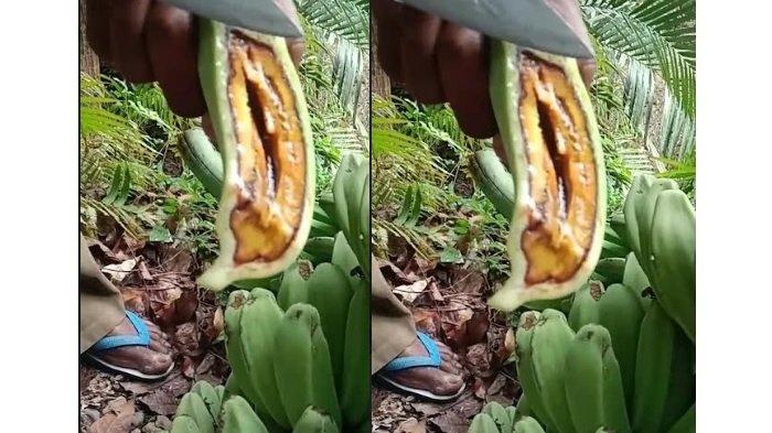 HAMA PENYAKIT - Hama penyakit yang menyerang buah pisang di wilayah Desa Bloro, Kecamatan Nita, Kabupaten Sikka.
