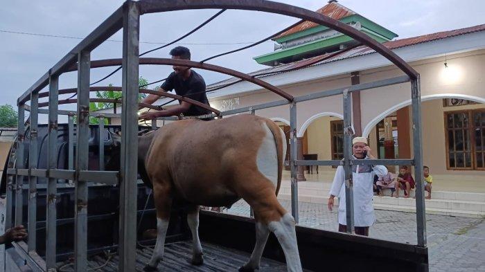 HEWAN QURBAN - Wakil Ketua Bidang Maritim DPD NasDem Sikka, Haji Alimuddin (rompi NasDem) foto Bersama usai penyerahan hewan kurban di Masjid Al-Ansor KM2, Kelurahan Kota Uneng, Kecamatan Alok Kabupaten Sikka, Kamis 5 Juni 2025.