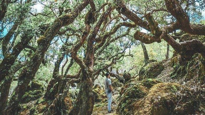 Hutan bonsai yang berada di kawasan Taman Nasional Mutis di Kecamatan Fatumnasi Kabupaten Timor Tengah Selatan.