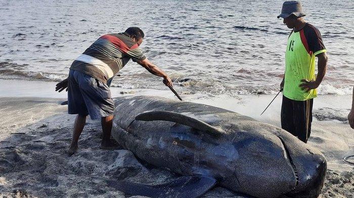 Ini salah satu ikan paus hasil tangkapan para nelayan Lamalera.