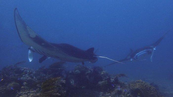 Ikan pari manta di Manta Point, Peraiaran TN Komodo