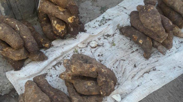 UBI KALADI FLORES -Kuliner NTT Sakit Diabetes Gula Darah Rajin Makan Kaladi Flores, Ini Harganya di Pasar Oeba Kupang