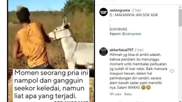 KELEDAI NGAMUK - Viral Seorang Pria Nampol dan Gangguin Seekor Keledai Namun Selanjutnya Lihat Apa yang Terjadi