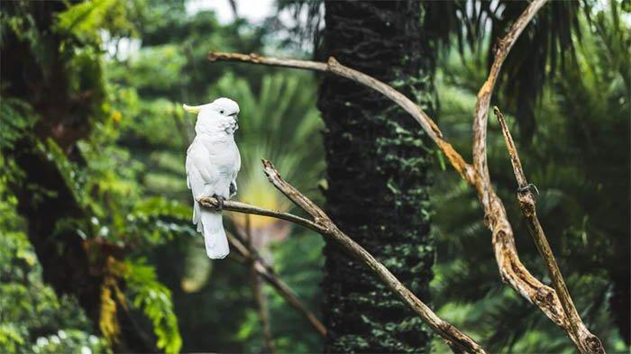 Kakatua Kecil Jambul Kuning cacatua sulphurea