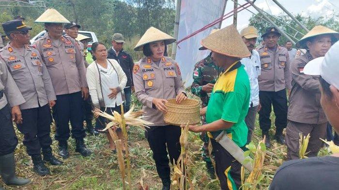 KAPOLRES TTU - Kapolres TTU AKBP Eliana Papote saat memanen jagung di Desa Saenam Kecamatan Miomaffo Barat, Kabupaten TTU, NTT Rabu, 26 Februari 2025