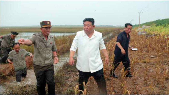Pemimpin Korut Kim Jong Un saat mengunjungi areal sawah yang dilanda banjir sebagai dampak dari Topan Khanun pekan lalu. Dia mengecam para pejabat tinggi dan pejabat lokal karena tidak bisa mengantisipasi bencana tersebut.