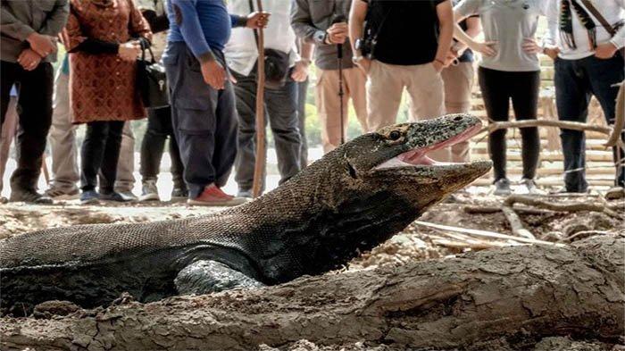 KOMODO -- Komodo di Loh Buaya Pulau Rinca