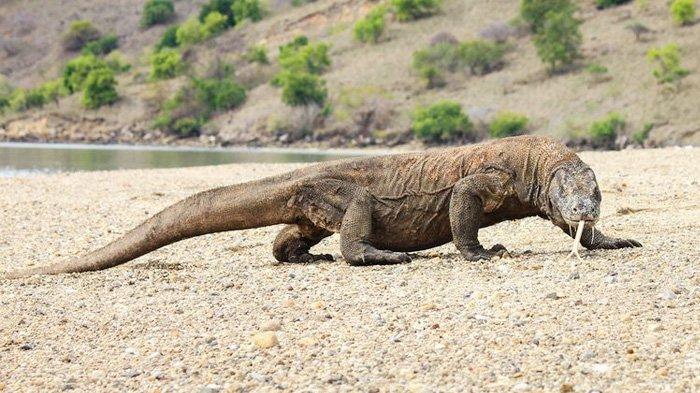 Komodo di Taman Nasional Komodo, Nusa Tenggara Timur (NTT).