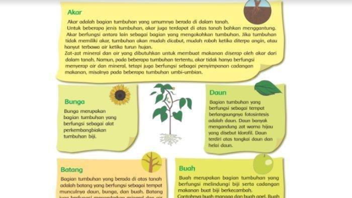 Kunci jawaban Tema 3 Kelas 4 SD halaman 20, 21, dan 22 Subtema 1 Pembelajaran 3 dapat disimak di dalam artikel ini.