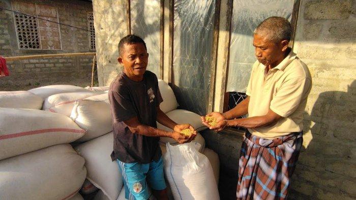 HASIL PANEN - Masyarakat Desa Nggilat menunjukkan kedelai yang di panen bulan Juni lalu. Total secara keseluruhan ada 30 ton.