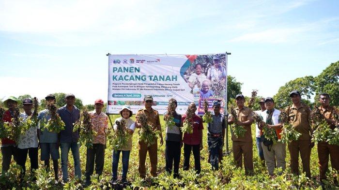PANEN KACANG -- Wahana Visi Indonesia dan Pemerintah Kabupaten (umba Timur (Sumtim) bersama mitra terkait serta para petani, melakukan panen kacang tanah bersama, di Kecamatan Kanatang, Kabupaten Sumtim, Provinsi NTT, Selasa (4/6).