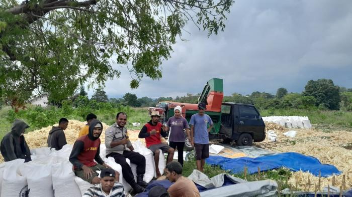 LEONARDUS BEKE - Bripka Leonardus Beke, sedang bersama warga panen tanaman jagung yang dibudidayakannya.