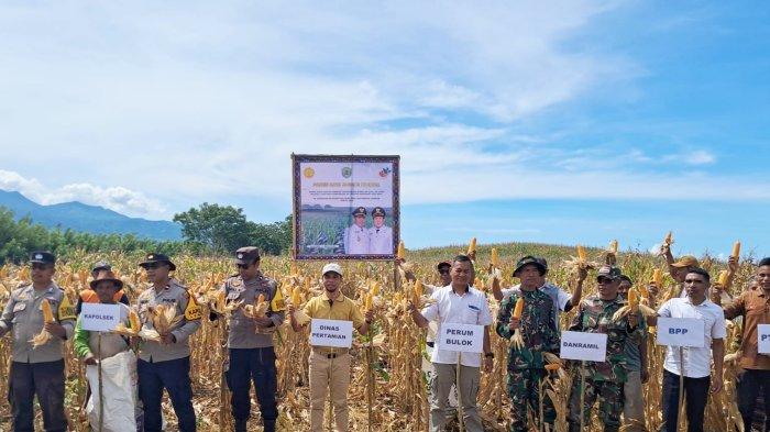 Panen raya jagung di Desa Siru, Kecamatan Lembor, Kabupaten Manggarai Barat, Nusa Tenggara Timur. Selasa (11/3/2025).