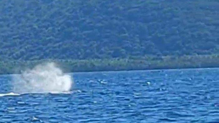Seekor Paus melintas di Kawan Teluk Maumere melewati laut dangkal dI sebelah barat Darat Pante, Kecamatan Talibura, Kabupaten Sikka, Pulau Flores, Kamis 2 Mei 2024 pukul 09.00 Wita.