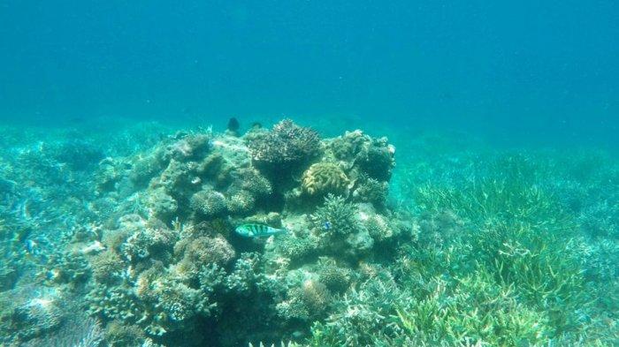 Pemandangan karang dan ikan laut di perairan sekitar Pulau Manjerite, TN Komodo, NTT saat snorkeling