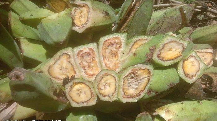 Penyakit darah pisang yang menyerang tanaman pisang masyarakat petani di Kabupaten Ende.