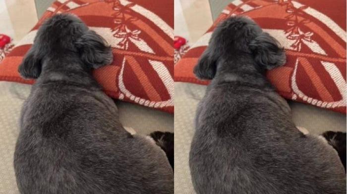 HERMES -- Potret anjing Felicia Hutapea tidur pakai bantal merek Hermes