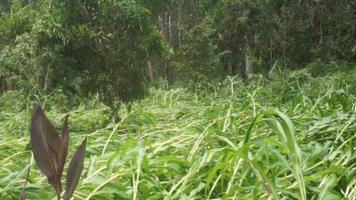 Tanaman jagung milik warga Desa Wue, Kecamatan Wolomeze, Kabupaten Ngada, yang terdampak angin puting beliung, Selasa 16 Januari 2024.