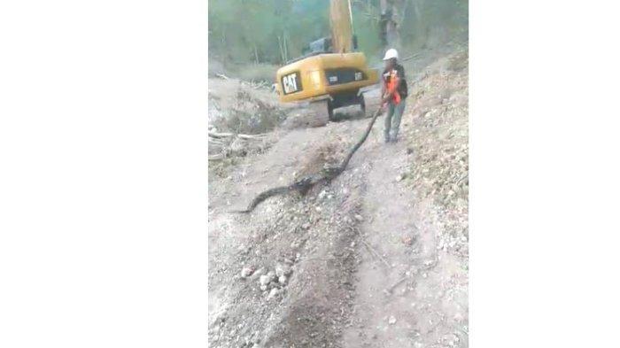 ULAR PITONG 5 METER PUNGGU KALI LILIBA - Berita Viral Penunggu Jembatan Liliba Marah Terdengar Suara Sendu dan Bayangan Perempuan Saat Malam