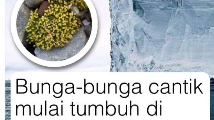 Bunga Antartika