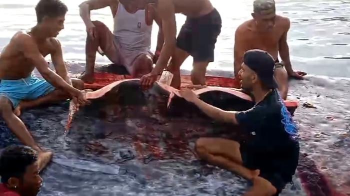 BANGKAI IKAN PAUS - Screenshot video warga sedang memotong Ikan Paus mati yang terdampar di Pantai Temkuma, Desa Humusu Wini, Kecamatan Insana Utara, Kabupaten TTU, NTT, Rabu (30/7/2025).