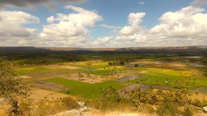 Hamparan persawahan Mauliru dari atas puncak Bukit Persaudaraan. Kabupaten Sumba Timur NTT.