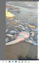Fenomena ikan naik ke daratan di pesisir sebuah pulau di Sulwesi Selatan belum lama ini