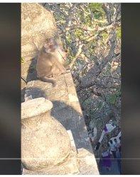 KACAMATA - Viral Seekor Monyet Pakai Kacamata Wisatawan Di Lokasi Wisata Tapi Dikasih Roti Kacamata Dilepas