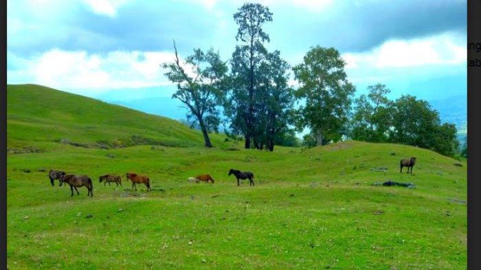 Keindahan alam padang savana Humon di Kelurahan Lelogama Amfoang Selatan, Kabupaten Kupang