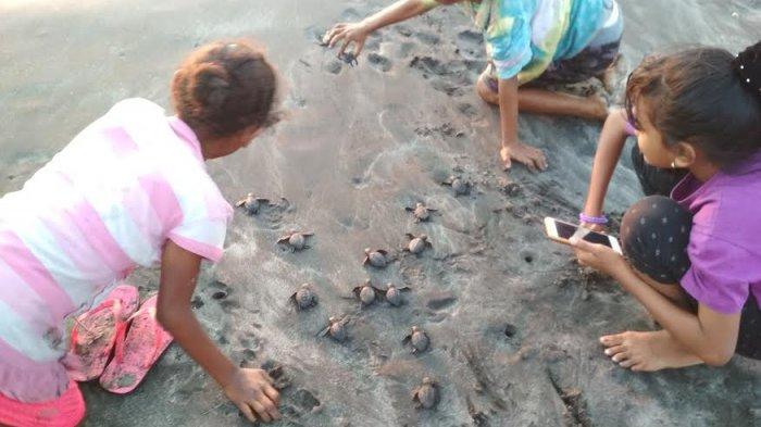 Komunitas Pecinta Penyu di Lembata lepas anak penyu atau tukik ke Laut