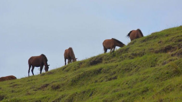 Kuda sumba sedang makan rumput di bukit savana menuju ke kawasan Taman Nasional Menupeu Tanah Daru dan Laiwangi Wanggameti di Pulau Sumba. Ratusan kuda, sapi dan kerbau dilepasliarkan di padang savana, Sabtu (25/3/2017). Ini merupakan salah satu daya tarik wisatawan berkunjung ke Pulau Sumba, di Nusa Tenggara Timur.(KOMPAS.COM/MARKUS MAKUR)