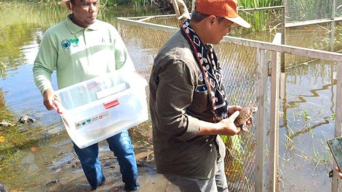 HABITAT ASLI - Kura-kura leher ular rote dilepasliarkan ke habitat aslinya Danau Lendeoen dan Danau Ledulu, Kecamatan Landu Leko, Kabupaten Rote Ndao, NTT, beberapa waktu lalu.