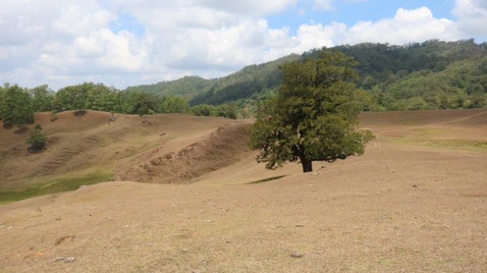 Landscape puncak gunung mutis dengan hamparan rumput yang dihiasai pohon bonsai raksasa.