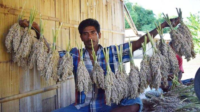 Seorang anggota kelompok tani Mauliru Organik sedang menunjukan hasil panen sorgum.