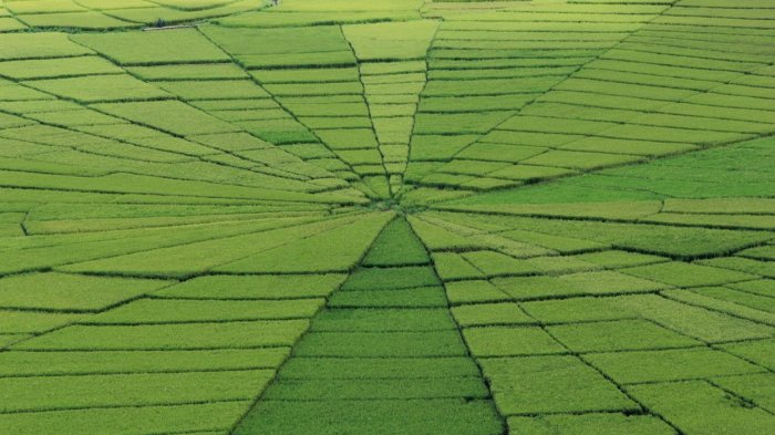 Persawahan Londok di Cancar, Kabupaten Manggarai, Pulau Flores.