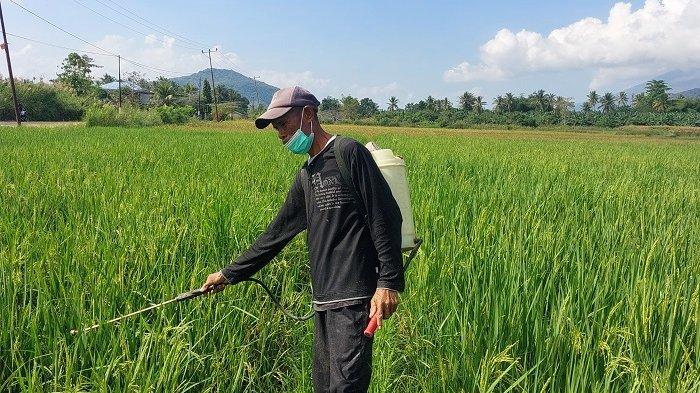 PETANI - Seorang petani di Desa Konga dan Kobasoma, di Kecamatan Titehena, Kabupaten Flotim, Efentinus Watu (55), menyemprotkan obat pada tanaman padi yang sedang diserang hama, Sabtu (14/6/2025).