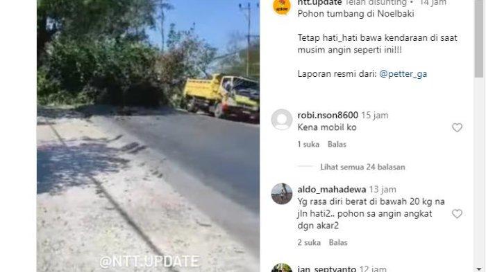 POHON TUMBANG - Viral Pohon Tumbang di Noelbaki, Kabupaten Kupang - NTT