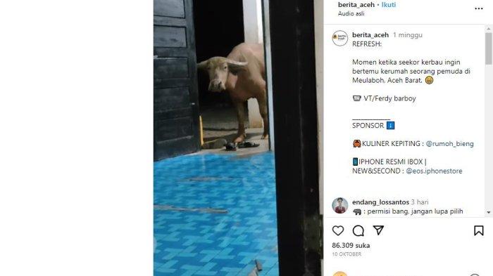 SAPI INTIP - Berita Viral Sebuah Momen Lucu Seekor Kerbau Mengintip Seorang Pemuda Dari Pintu Di Aceh