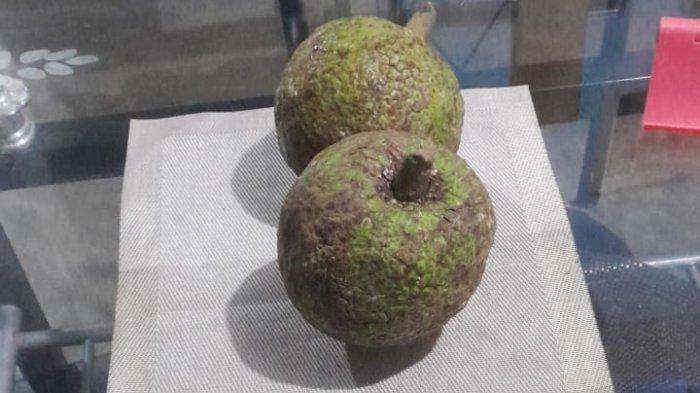 BUAH SUKUN - Buah sukun dibeli di Pasar Oeba, Kelurahan Fatubesi, Kecamatan Kelapa Lima, Kota Kupang harga 1 buah Rp 5.000,sia untuk digoreng dan minum deng kopi pahit, Jumat 11 Agustus 2023
