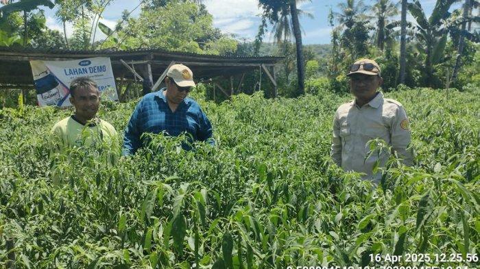KADIS PERTANIAN - Plt. Kepala Dinas Pertanian Ende, Gadir Ibrahim Dean, bersama sejumlah pejabat fungsional, melakukan pemantauan langsung terhadap pertanaman padi dan cabai keriting di Desa Maurenda dan Desa Ratewati di Kecamatan Wewaria.