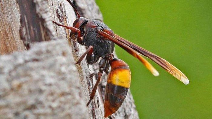 Sengatan Tawon Vespa Affinis alias Hornet bisa berakibat kematian.