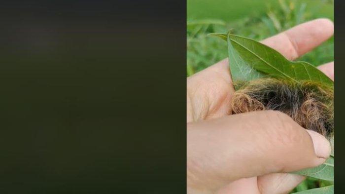 Ulat bulu unik di Lahan Pertanian Persawahan di Sekitar Yogyakarta sesuai info di Berita Viral