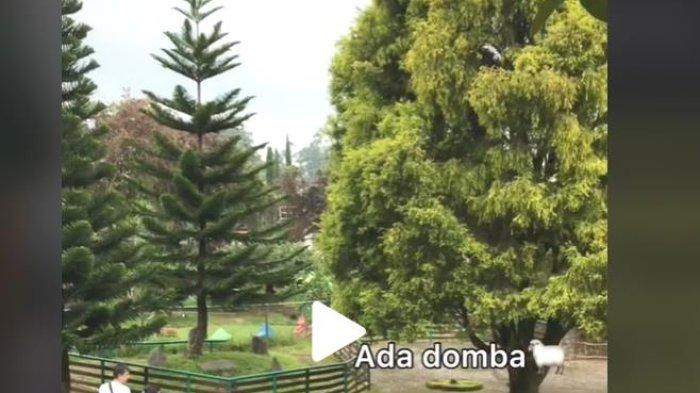 WISATA CIWIDEY - Wisata farm di Ciwidey, Kecamatan Ciwidey, bandung, Jawa Barat