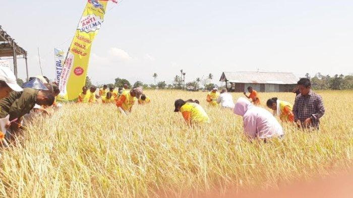 PANEN PADI -- Suasana panen padi bersama Kelomok Petani Usaba Bersama dengan WVI dan PT BISI INternasional, di lokasi persawahan Air Sagu, Desa Noelbaki, Kabupaten Kupang, Jumat (20/10)