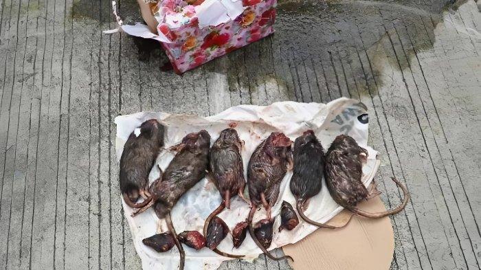 TEROR BANGKAI TIKUS - Enam ekor bangkai tikus yang dipenggal dilemparkan orang tak dikenal ke kantor Tempo, Sabtu, 22 Maret 2025, pukul 02.11 WIB. Teror bangkai tikus tersebut merupakan lanjutan teror kepala babi yang sebelumnya juga ditujukan kepada redaksi Tempo.